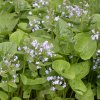 brunnera sibirica
